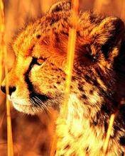 pic for Cheetah, Namibia, Africa